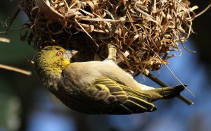 Village Weaver