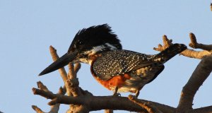 Giant Kingfisher