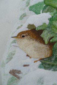 Jenny Wren in the snow