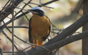 White Crowned Robin Chat