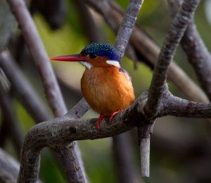 Malachite Kingfisher