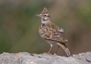 Crested Lark