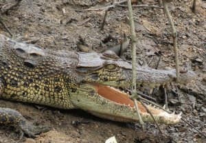 Singapore Croc