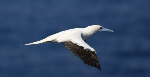 Red Footed Booby