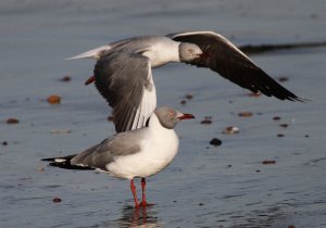 Grey Headed Gull