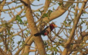 Bearded Barbet