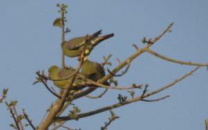 African Green Pigeon