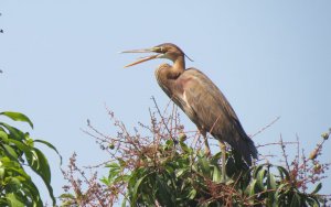 Purple Heron