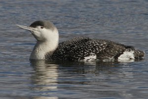 Red-throated Diver