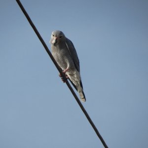 Lizard Buzzard