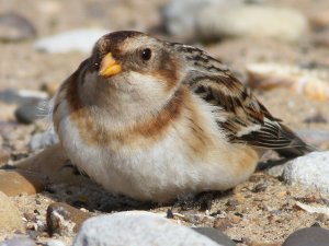 Snow Bunting