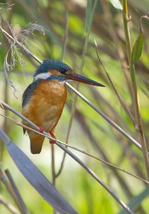 Common Kingfisher