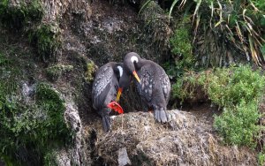 Red-legged Cormorant