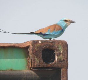 Abyssinian Roller