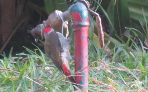 Grey Woodpecker