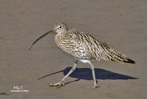 Curlew with the Poor Mans 840mm