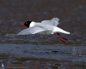 Mediterranean Gull