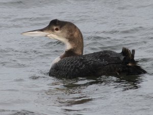 Great Northern Diver