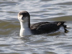 Black-throated Diver