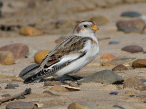 Snow Bunting