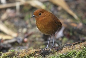 Opus Equatorial Antpitta