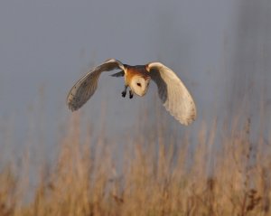 hunting barn owl