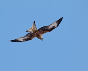 Red Kite