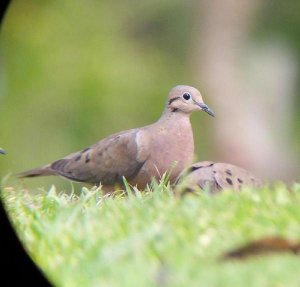 Eared Dove