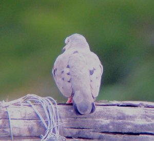 Croaking Ground-Dove