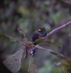 Masked Trogon