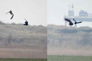 Crow V Marsh Harrier