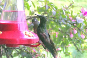 Buff-tailed Coronet