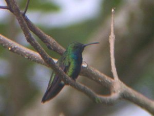 Black-throated Mango