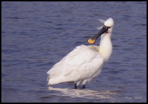 Spoonbill