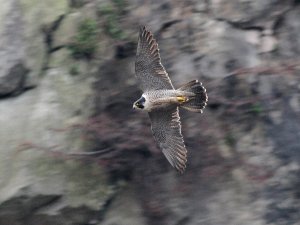 Peregrine Falcon