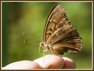 Tawny Emperor butterfly