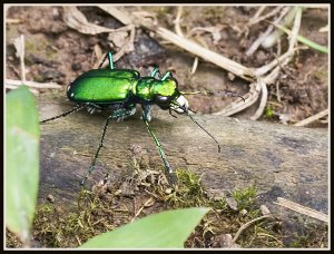 Six-spotted Tiger Beetle