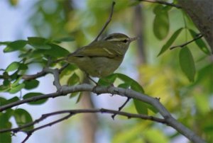 Claudia's Leaf-warbler