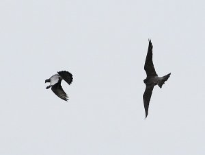 hunting peregrine