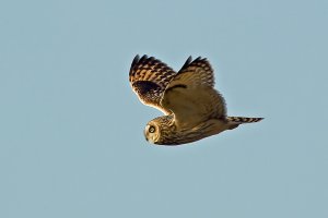 Short-eared Owl