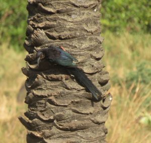 Black Wood Hoopoe