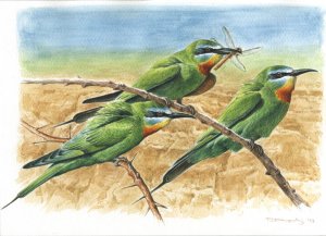 Blue cheeked bee eaters
