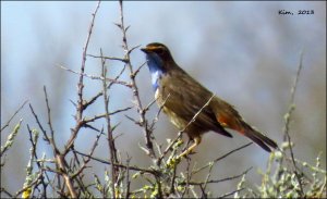 Bluethroat