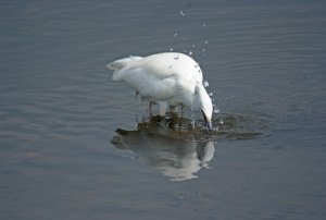 little egret 1