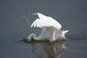 little egret 3