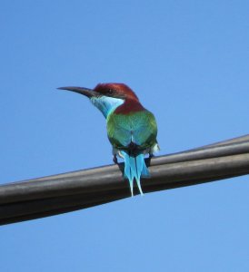 Blue Throated Bee-eater