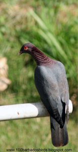 Scaly-naped Pigeon