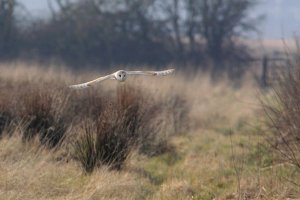 Barn Owl