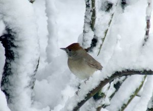 No food in the snow