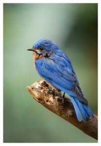 Eastern Blue-bird